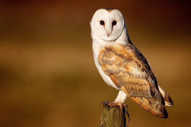 Barn Owl Perched — White, Serene, Sunset, Photograph