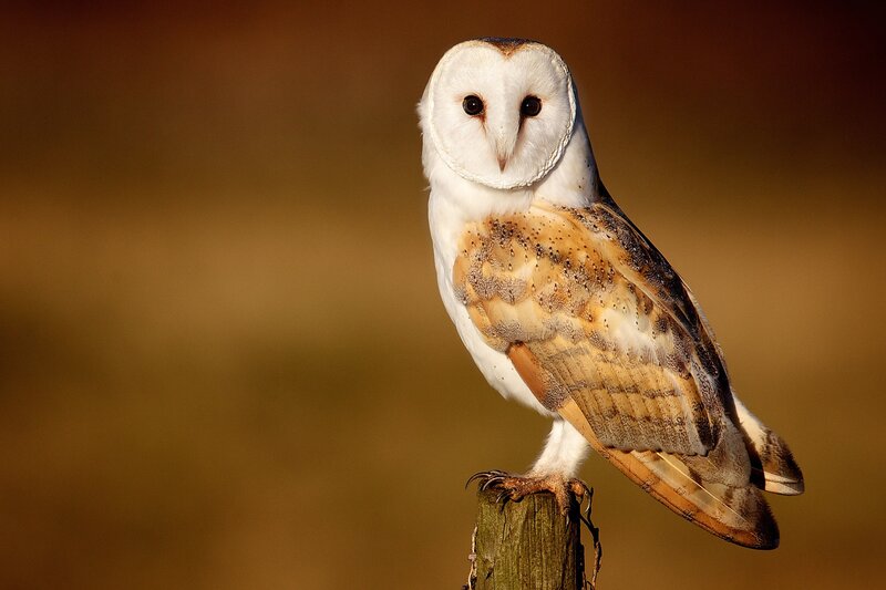 Barn Owl Perched — White, Serene, Sunset
