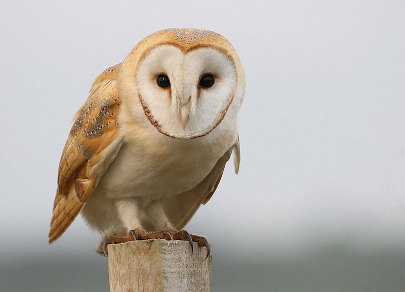 Barn Owl Perched — White