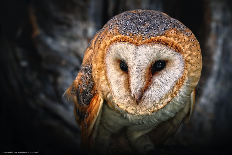 Barn owl portrait