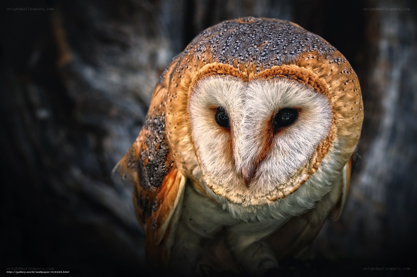 Barn owl portrait