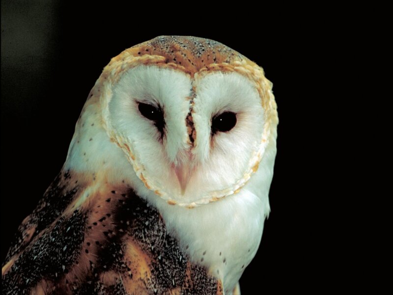 Barn Owl