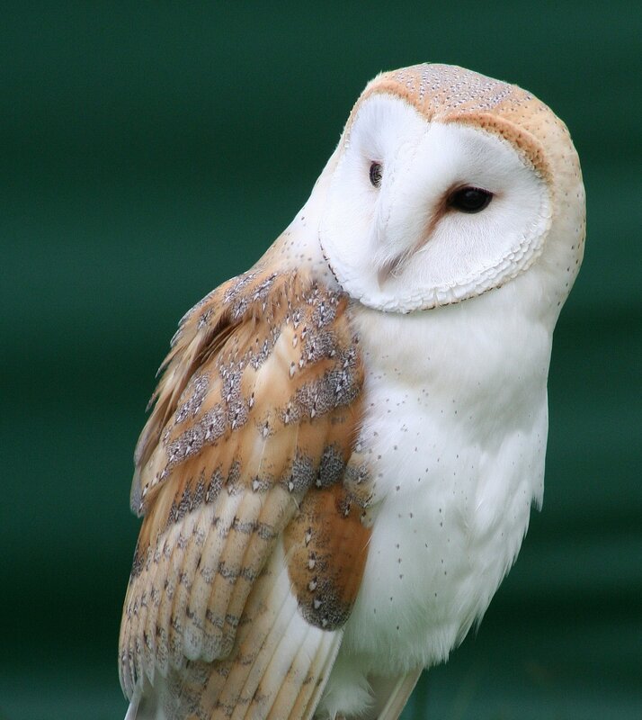 Barn Owl — White, Calm