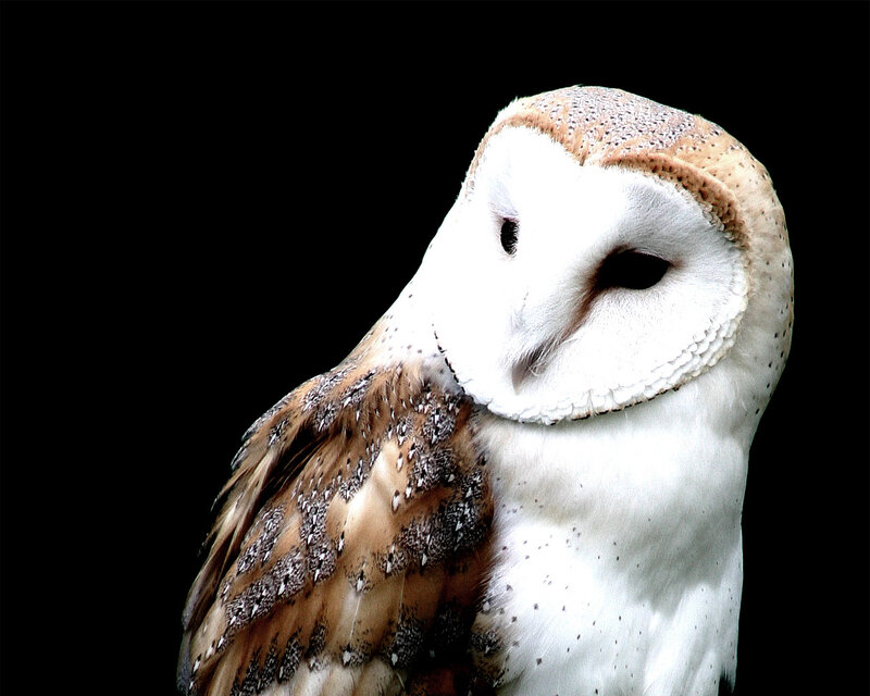 Barn Owl — White, Dramatic