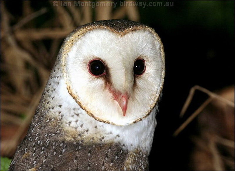 Barn Owl — White