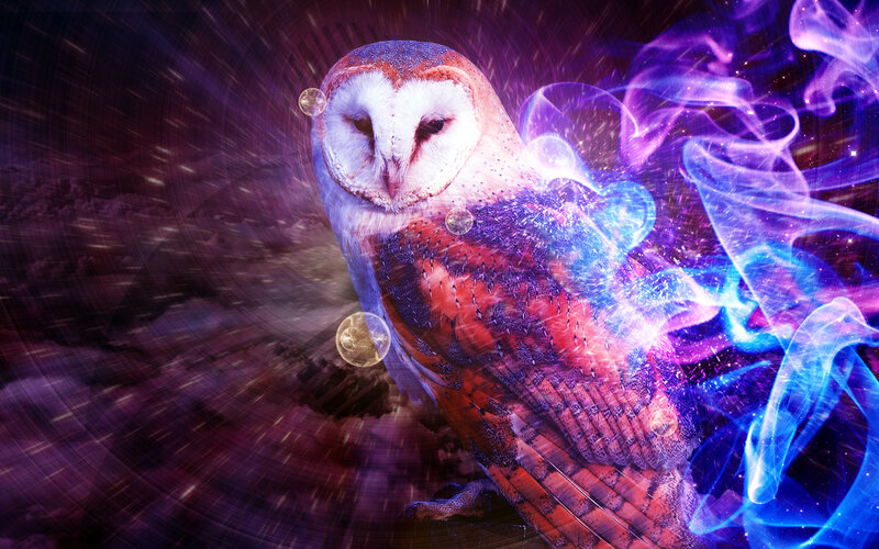 Barn Owl with Energy