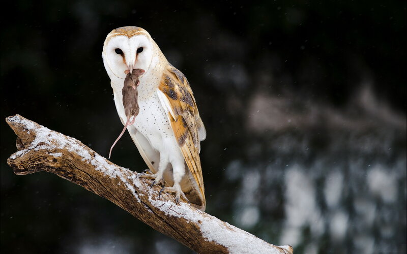 Barn Owl with Mouse
