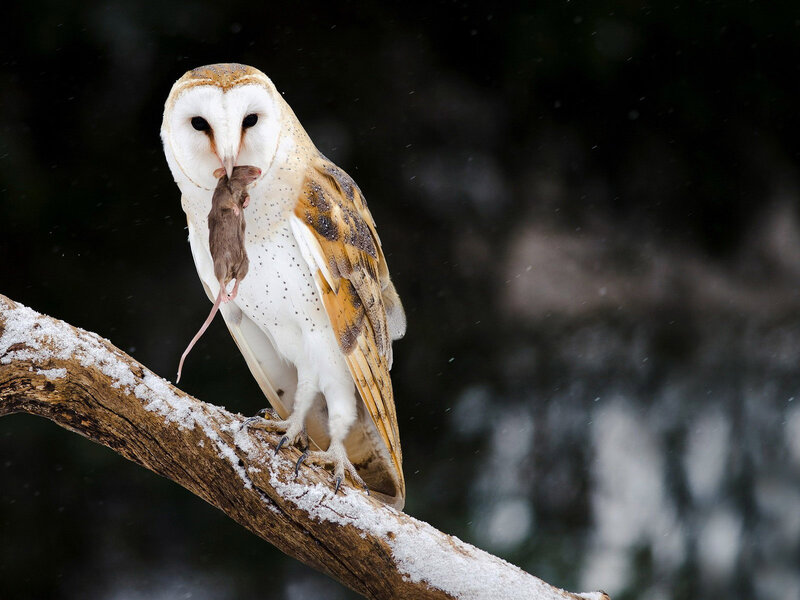 Barn Owl with Mouse — White