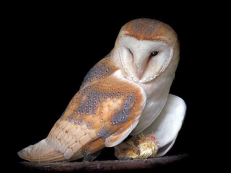 Barn Owl with Prey — White