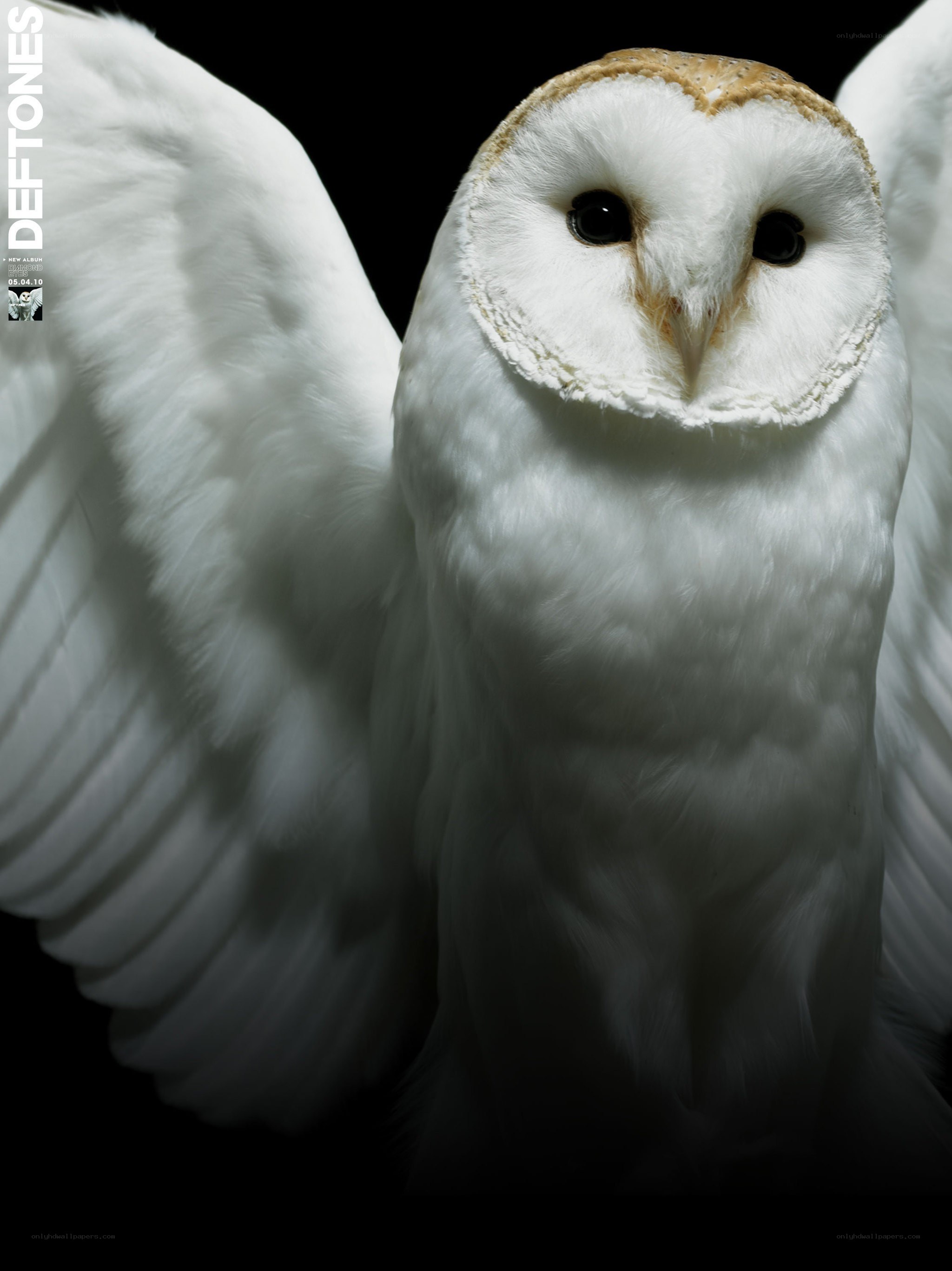 Barn owl with spread wings