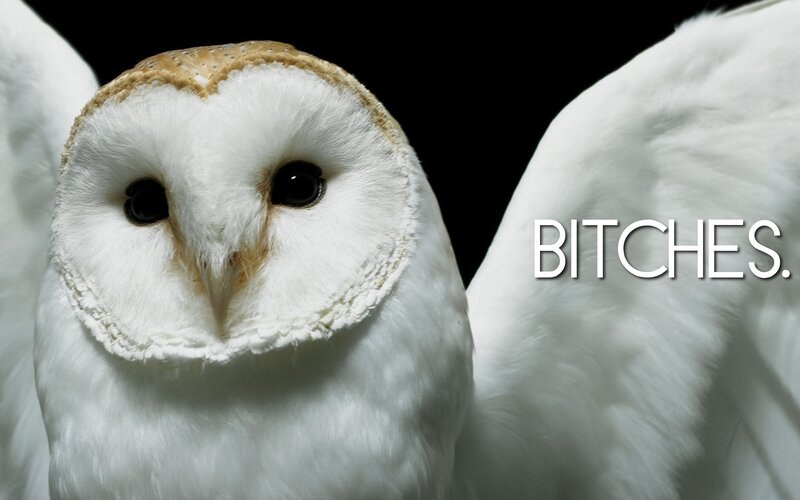 Barn owl with text