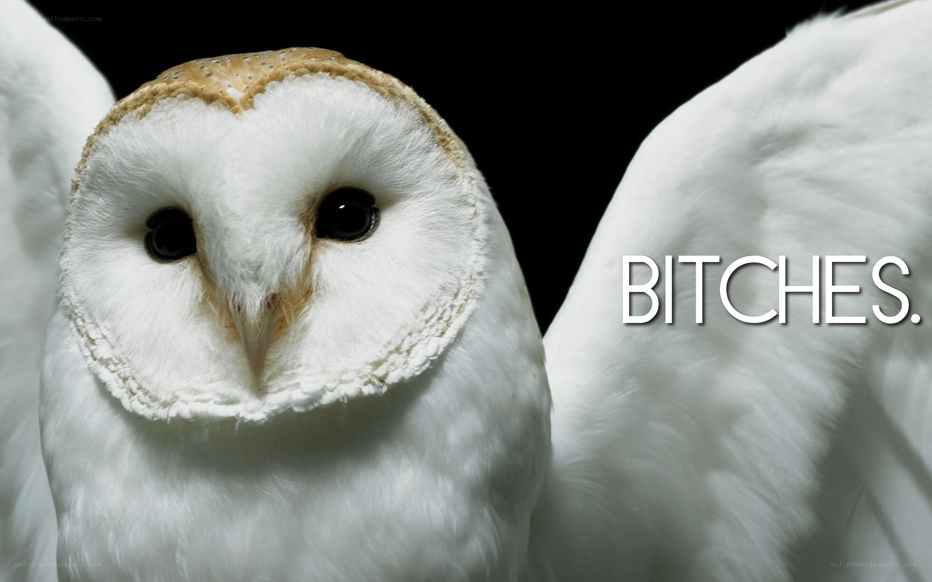 Barn owl with text