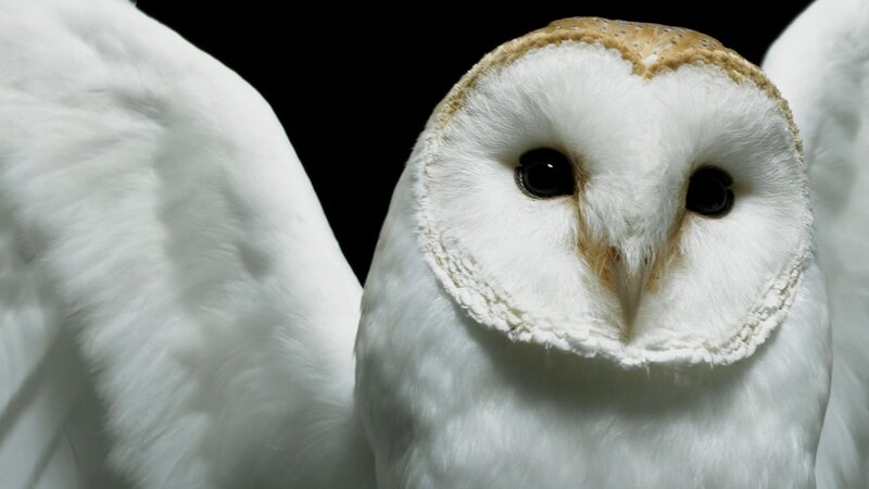 Barn Owl with Wings — White