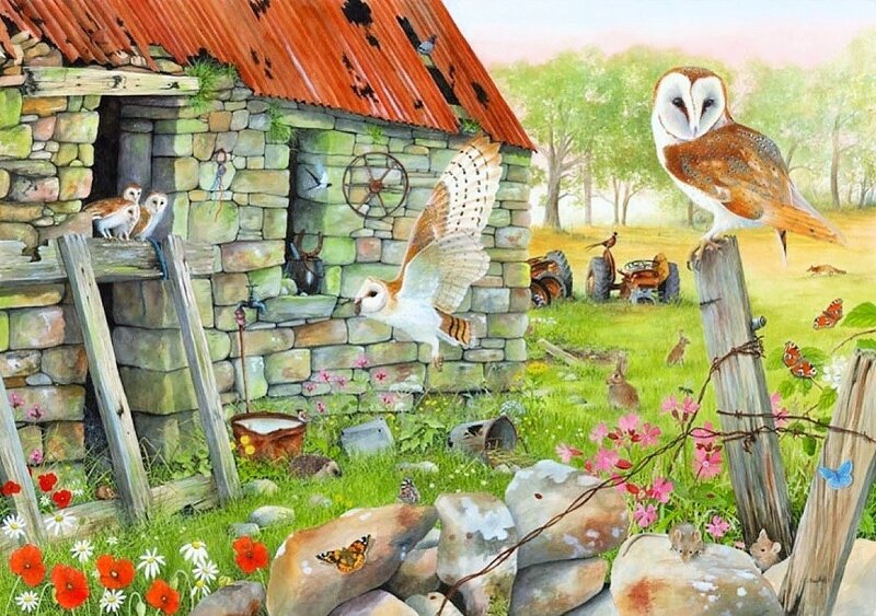 Barn Owls in a Farmyard