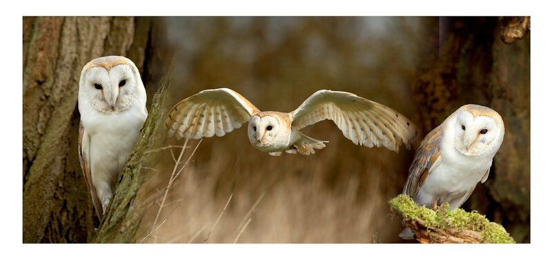 Barn Owls in Forest