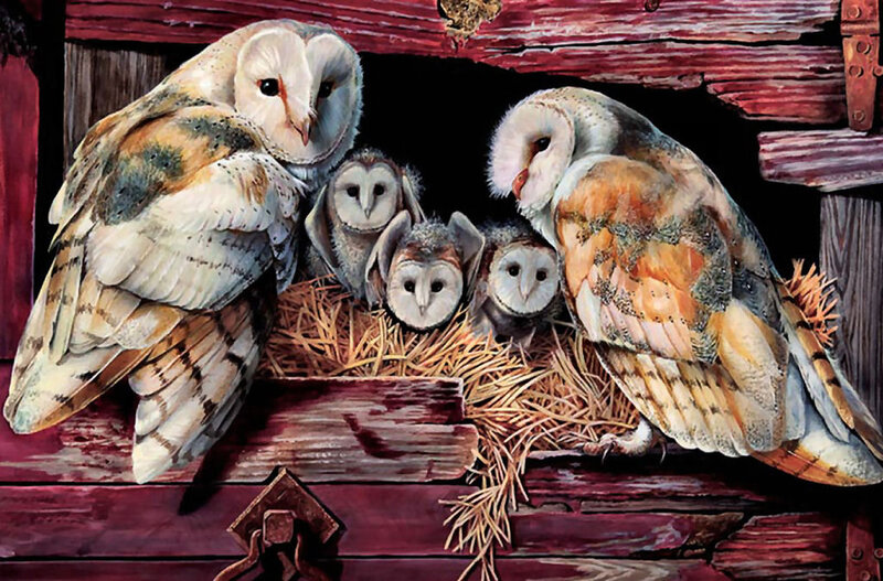 Barn Owls in Nest — Brown, Calm