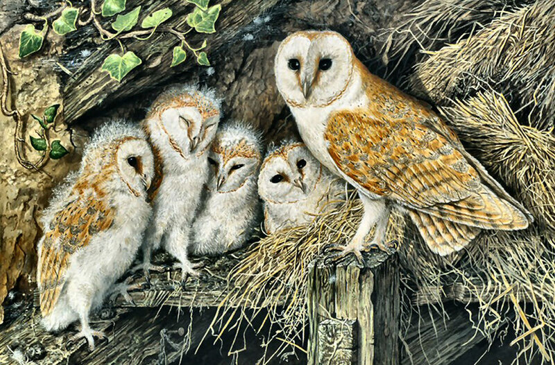 Barn Owls in Nest — Brown