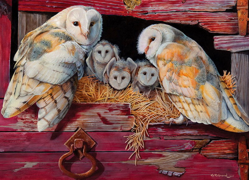 Barn Owls in Nest