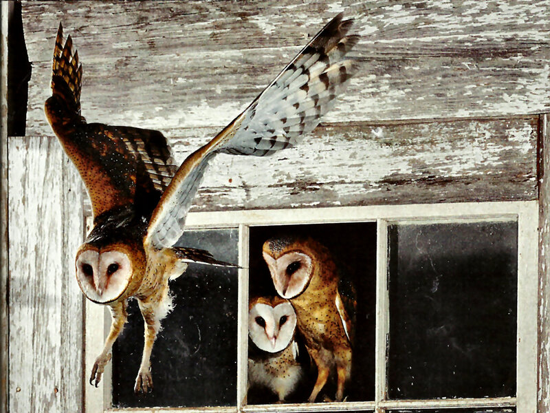 Barn Owls in Window