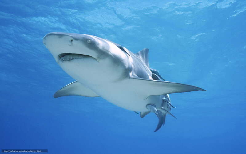Barn Shark Swimming
