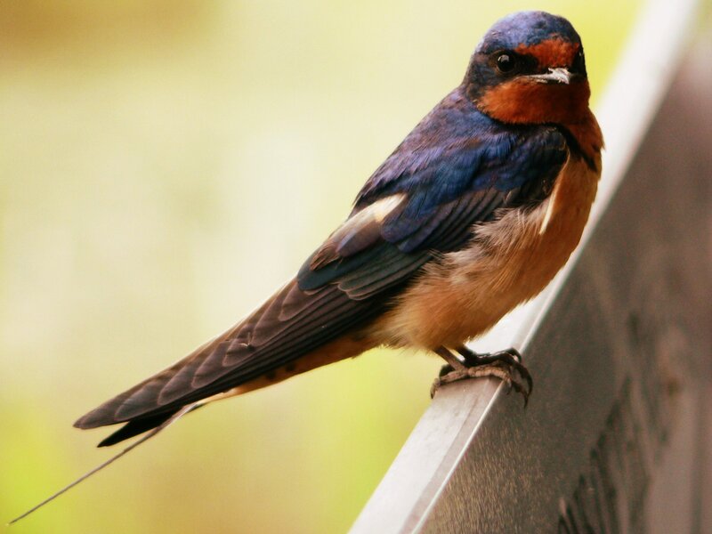 Barn Swallow Perched — Blue, Calm