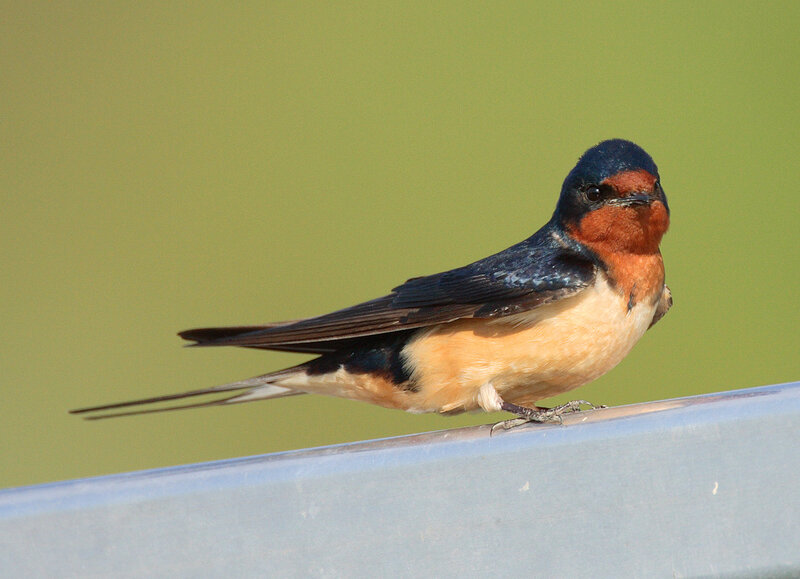 Barn Swallow Perched — Blue