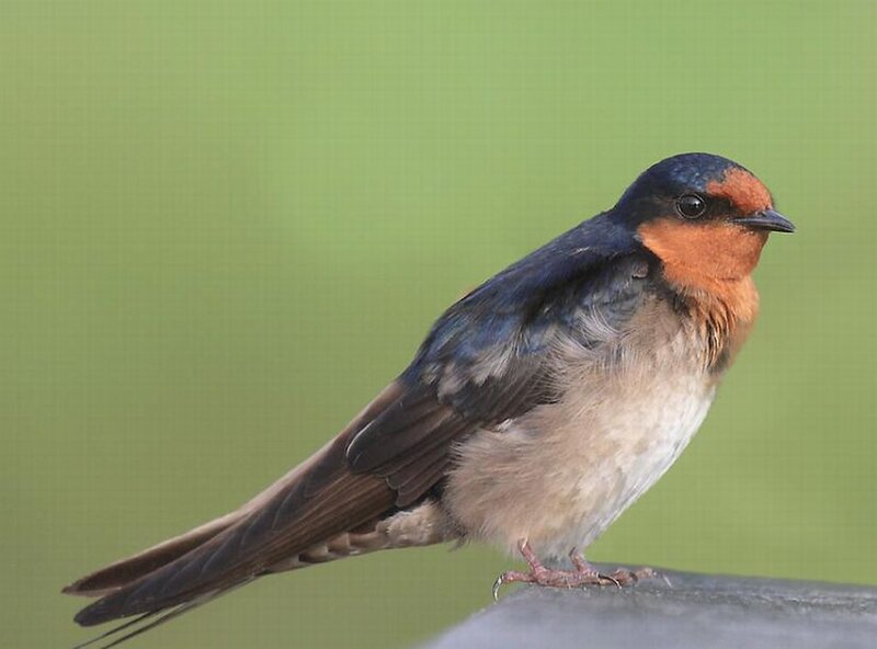 Barn Swallow Perched — Green