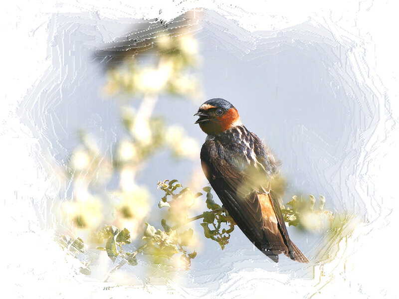 Barn Swallow Perched