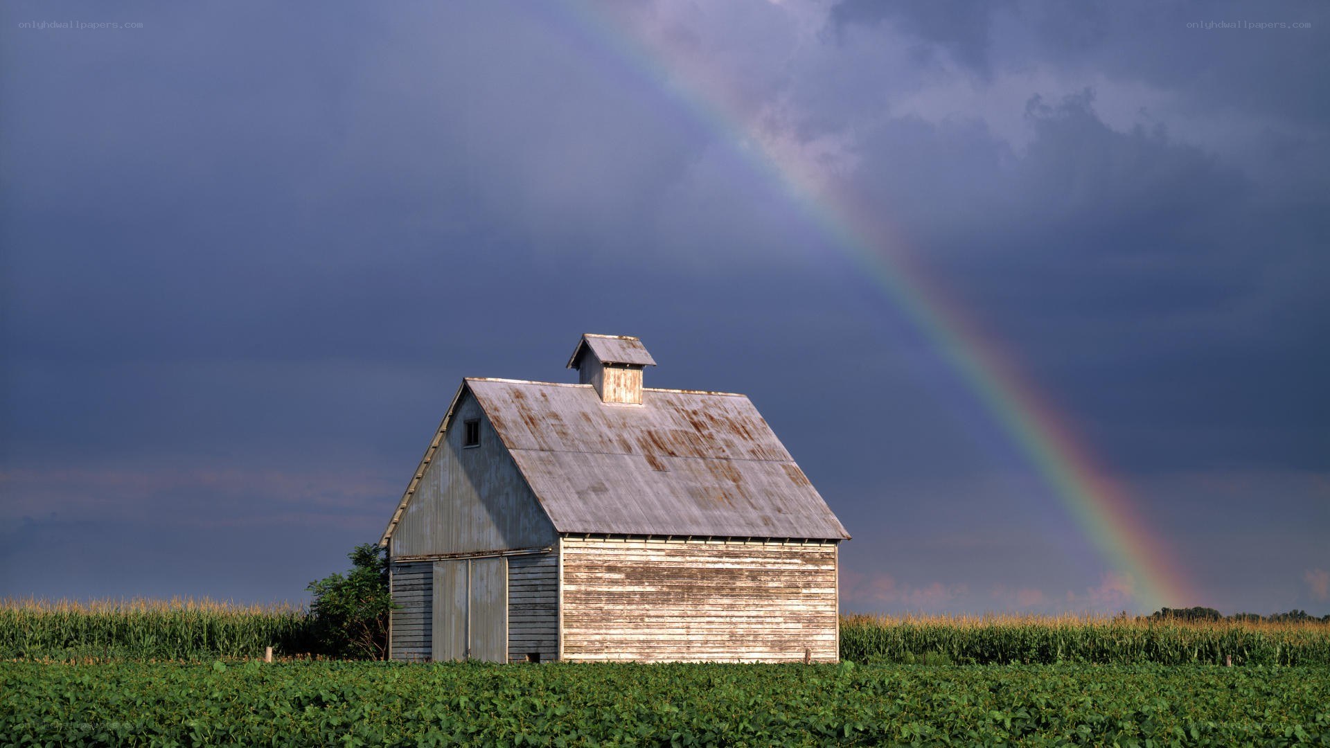 Barn with rainbow in field