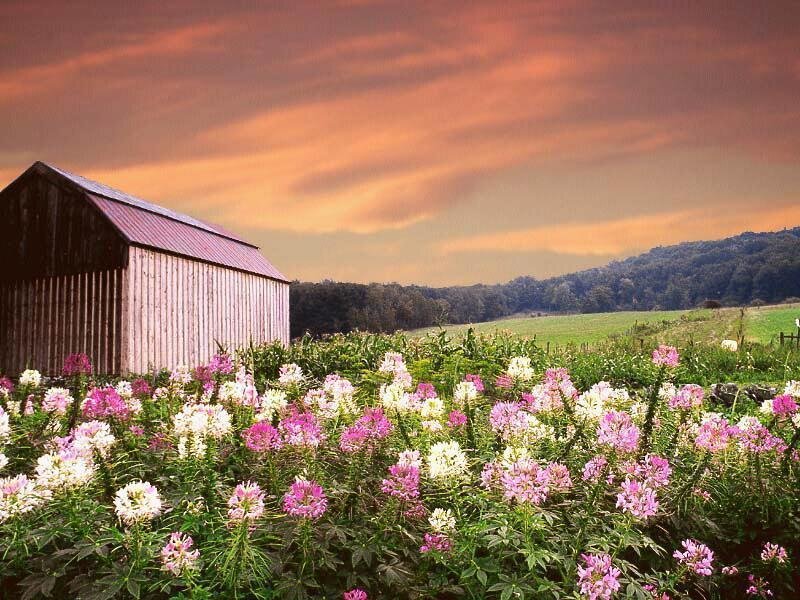 Barn with Wildflowers