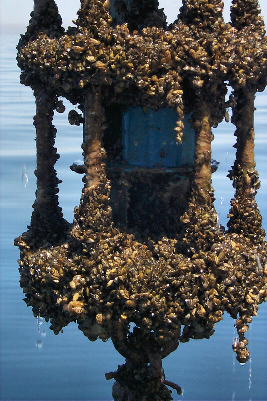 Barnacle-covered marine structure