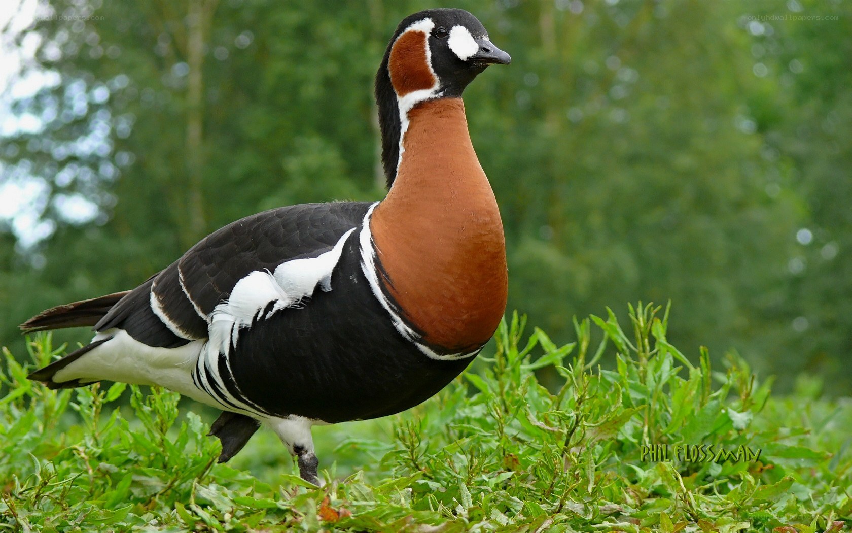 Barnacle goose in grass