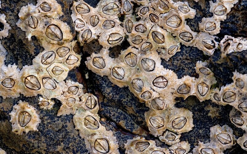 barnacles on a rock