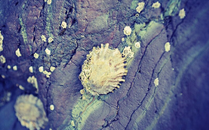 Barnacles on a rocky surface