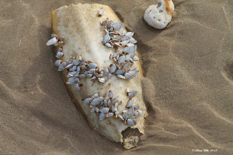 Barnacles on Driftwood — Beige