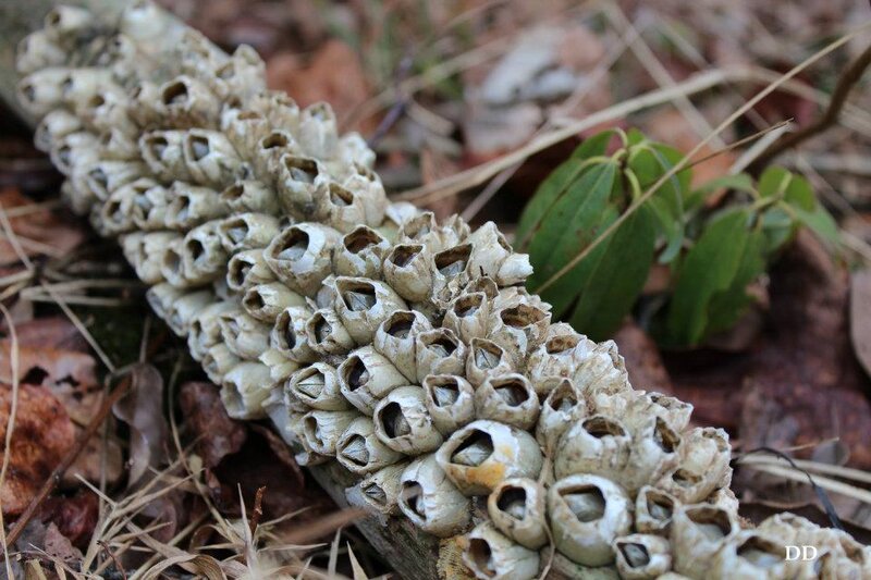 Barnacles on Driftwood