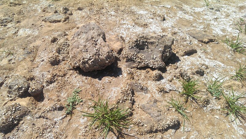 Barnacles on Rocks