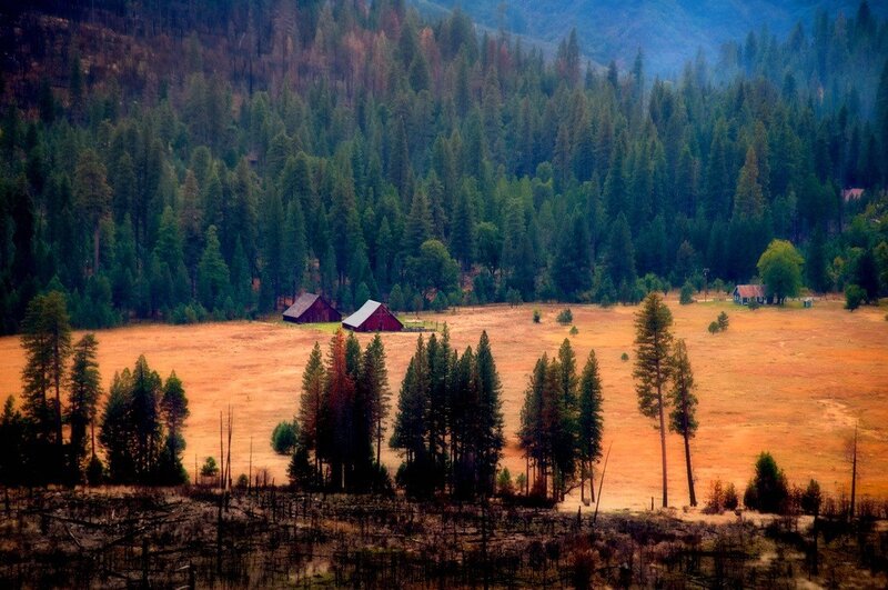 Barns in a forest clearing