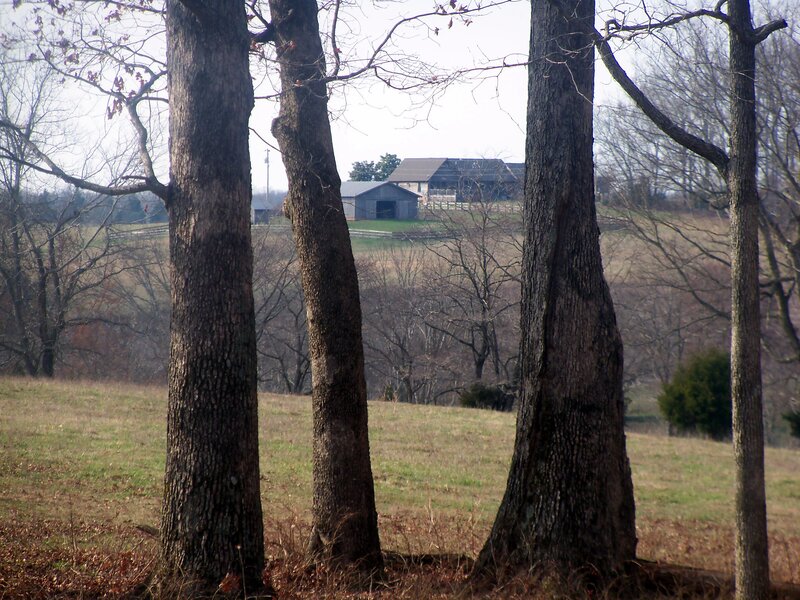 Barns Through Trees