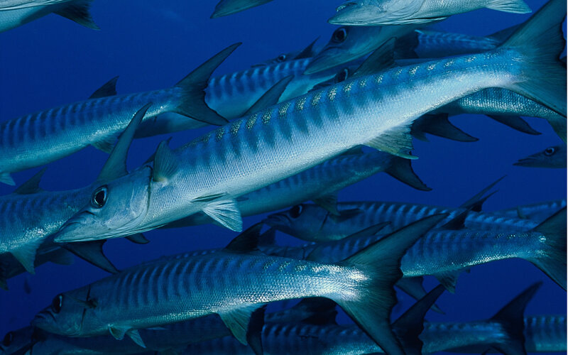 Barracuda Fish School