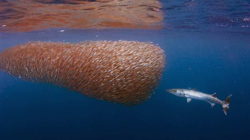 Barracuda Near Fish School