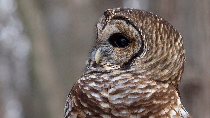 Barred Owl Close-up