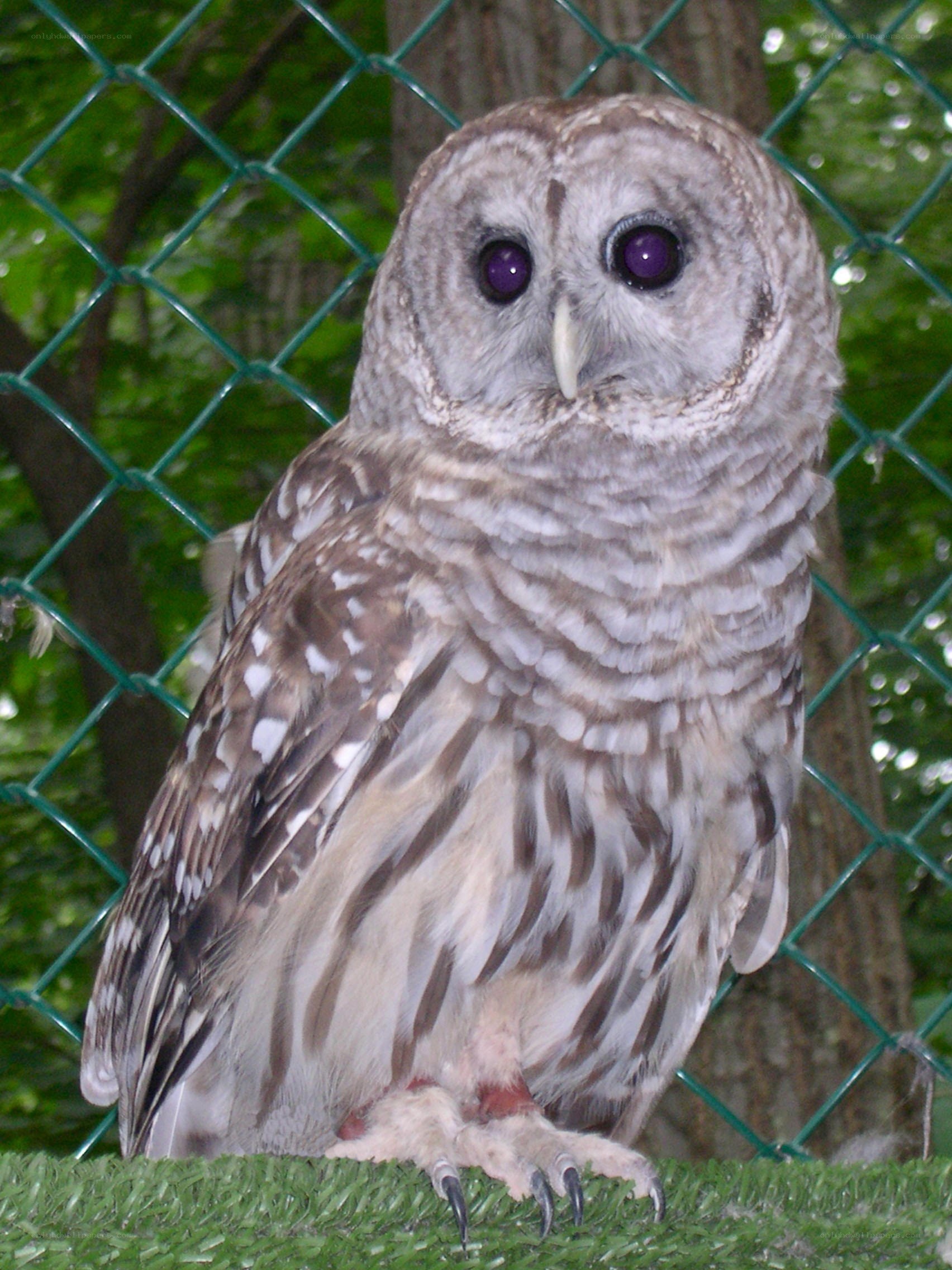 Barred owl in enclosure