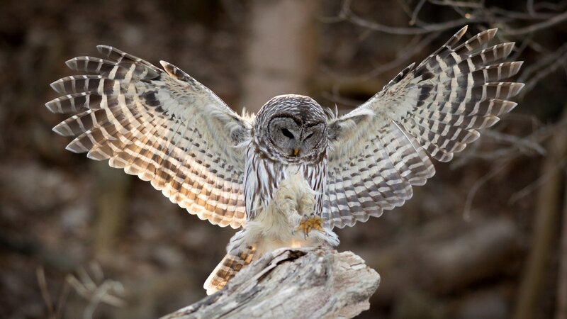 Barred Owl in Flight — Brown
