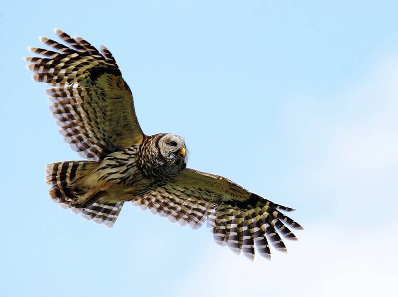 Barred Owl in Flight