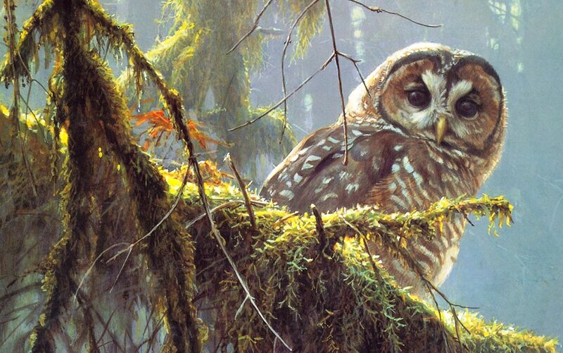 Barred Owl in Forest — Brown