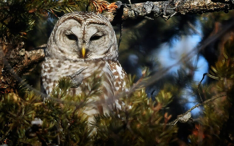 Barred Owl in Tree — Brown, Calm, Afternoon