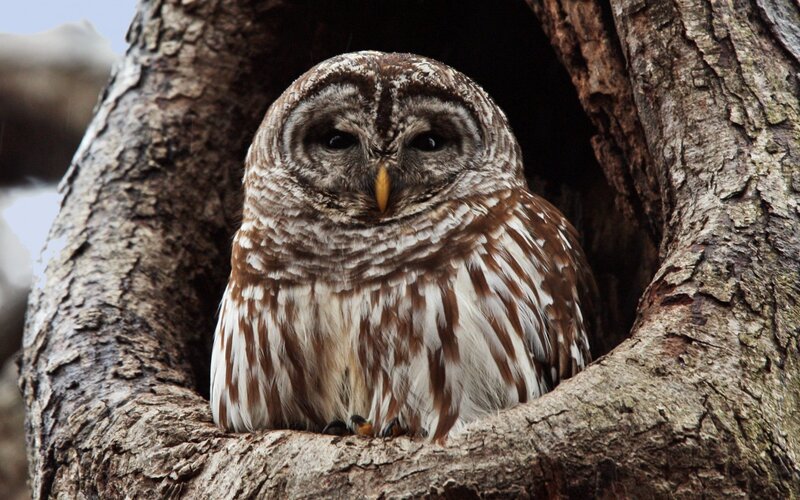 Barred Owl in Tree — Brown, Calm