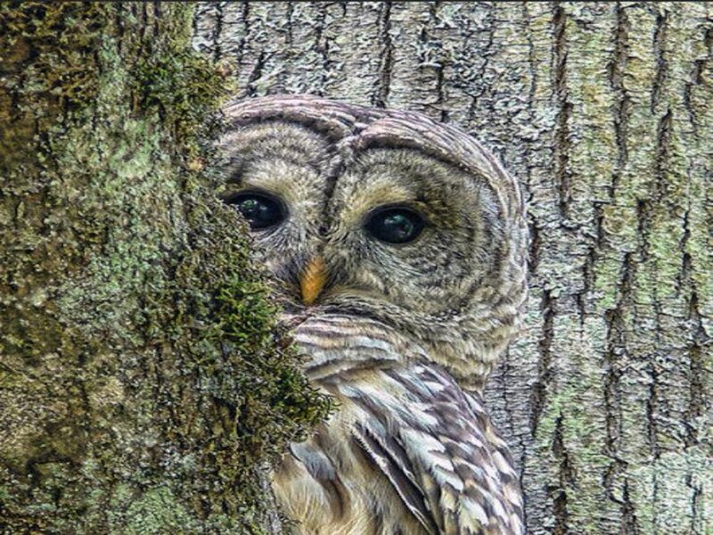 Barred Owl in Tree — Brown