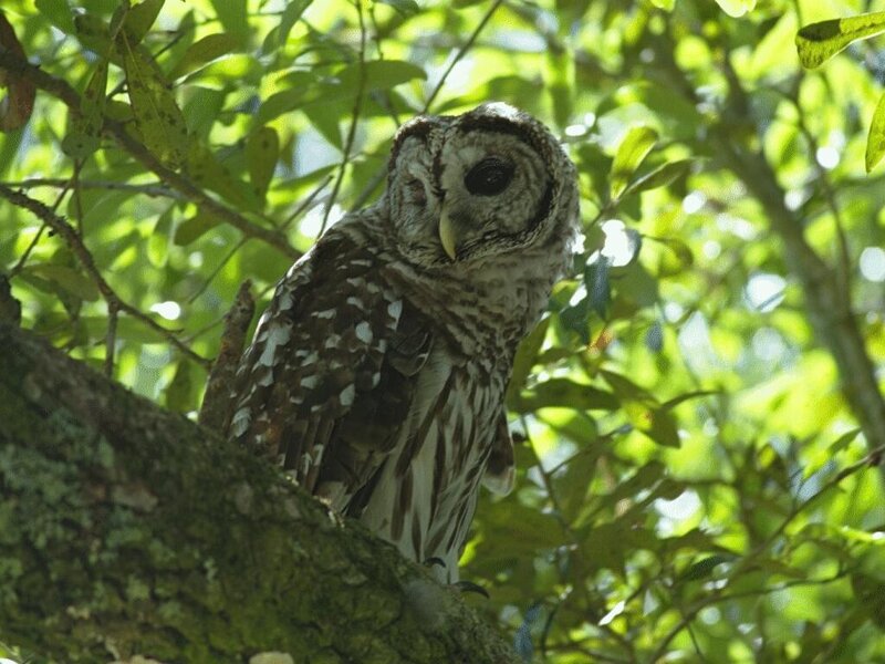 Barred Owl in Tree — Green, Calm